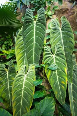 black-gold philodendron