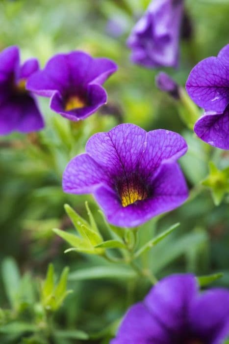 calibrachoa [Caloha Classic Blue Velvet]