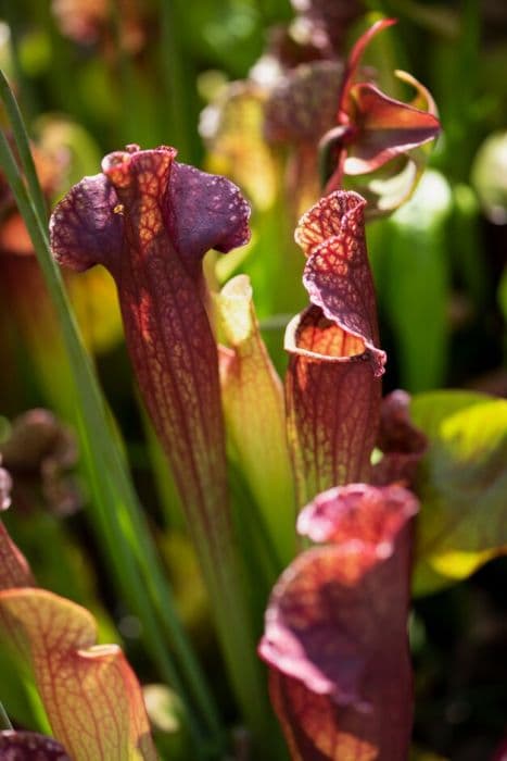 pitcher plant 'Dixie Lace'