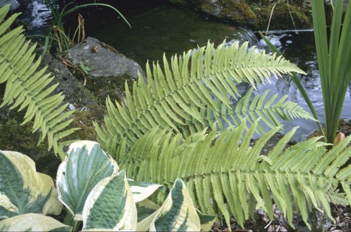 shaggy shield fern