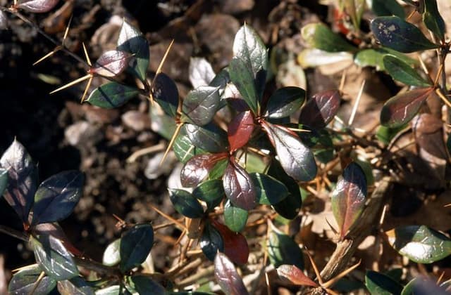 Barberry 'Red Jewel'