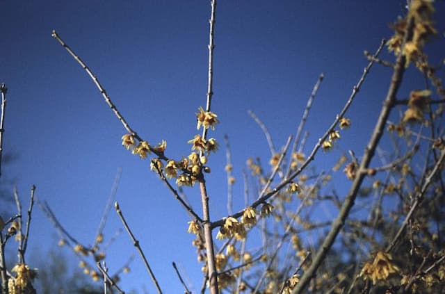 Large-flowered wintersweet