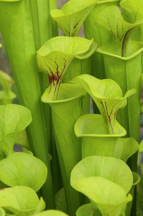 largest yellow pitcher plant