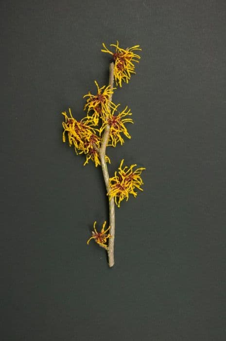 witch hazel 'John'