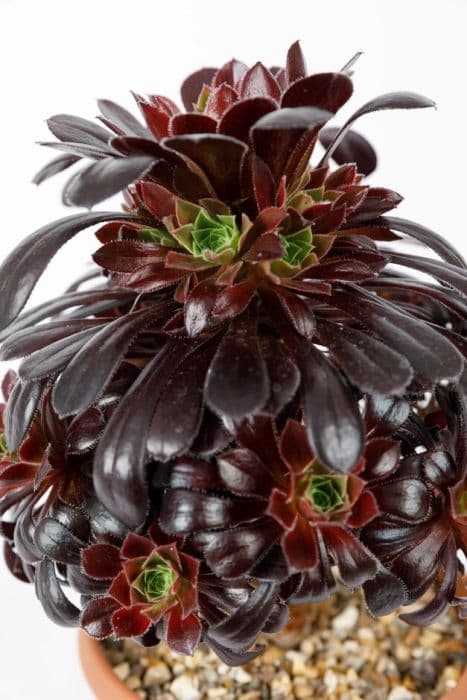 aeonium 'Night's Watch'