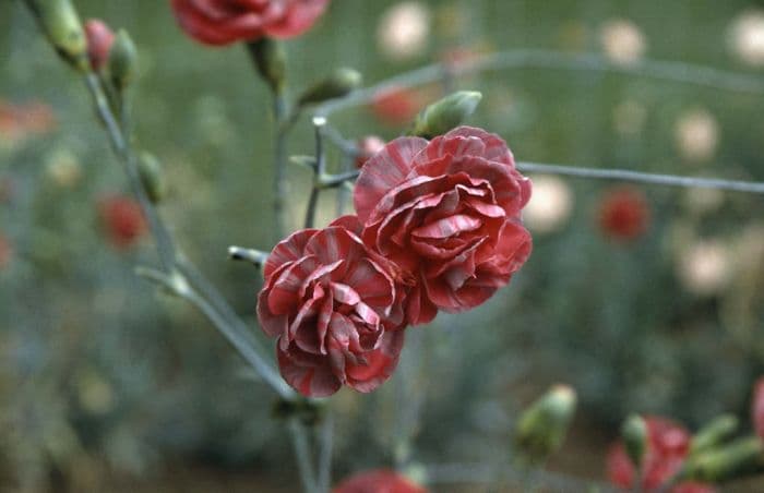 border carnation 'Eileen Neal'