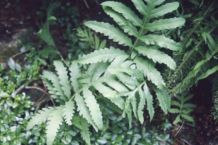 sensitive fern