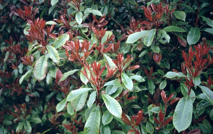 Christmas berry 'Red Robin'