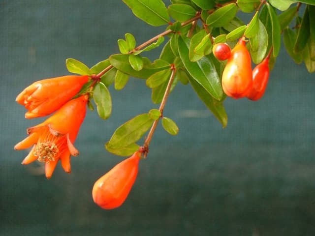 Pomegranate