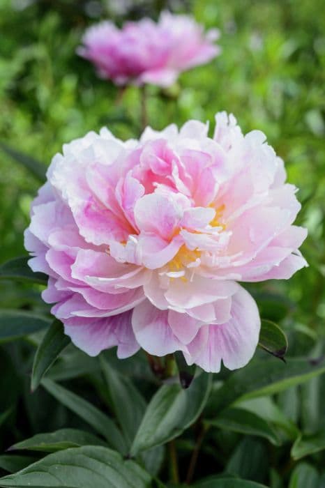 peony 'Serene Pastel'