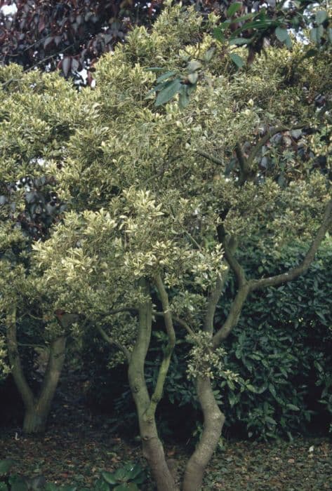 variegated holly olive