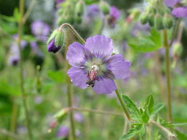 Dusky cranesbill 'Blue Shadow'