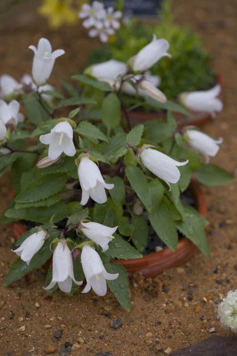 birch-leaved bellflower