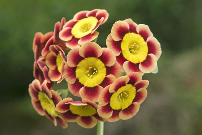 auricula 'Ancient Society'