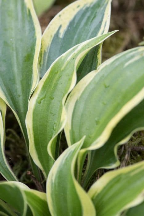 plantain lily 'Dixie Chick'