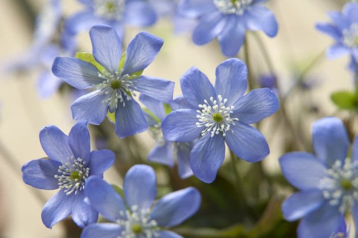 blue-flowered liverleaf