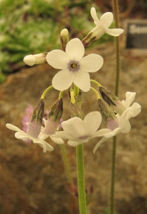 Snow-white primrose