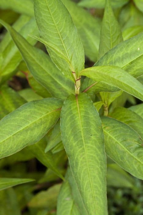 Vietnamese coriander