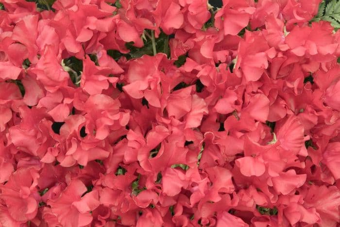 sweet pea 'Henry Thomas'