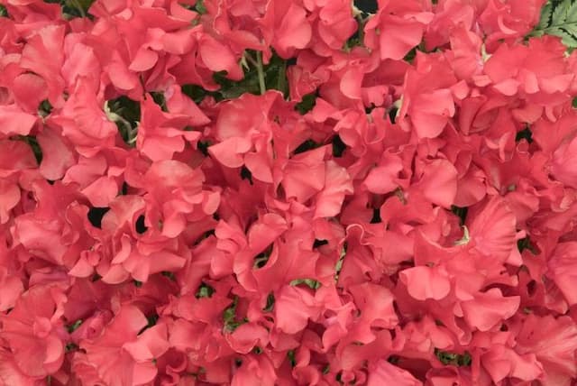 Sweet pea 'Henry Thomas'