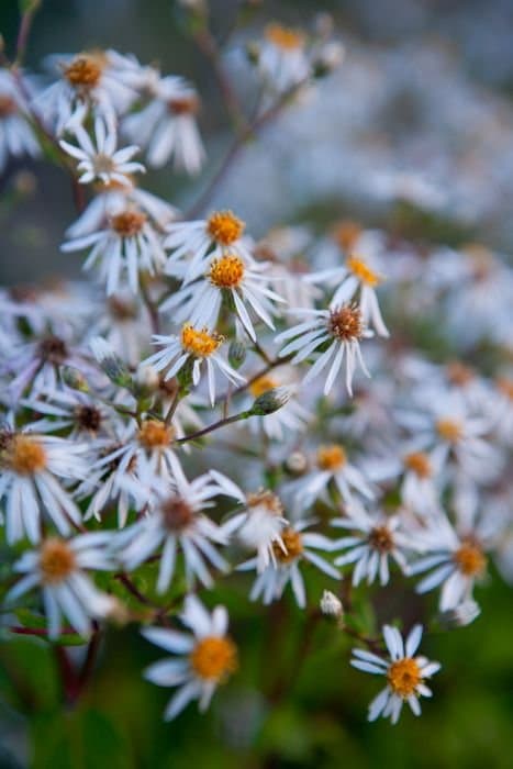 Hervey's aster