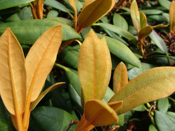 rhododendron 'Schneekrone'