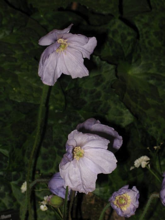 harebell poppy