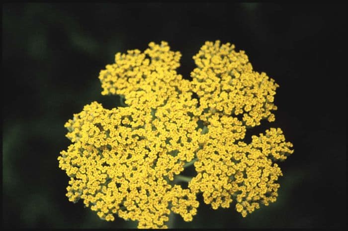 yarrow 'Cloth of Gold'