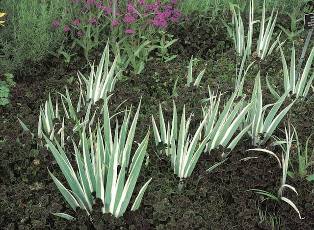 Variegated Dalmatian iris