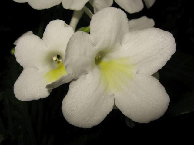 Cape primrose 'Pearl'