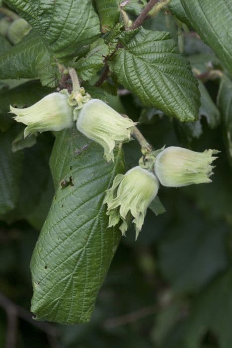 hazel 'Red Filbert'