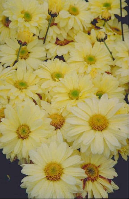 Chrysanthemum 'Primrose Enbee Wedding'