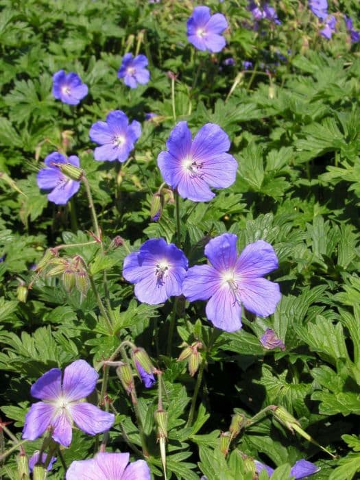 Himalayan cranesbill 'Gravetye'