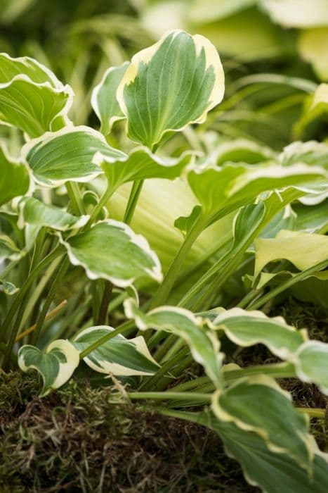 plantain lily 'Tea at Bettys'