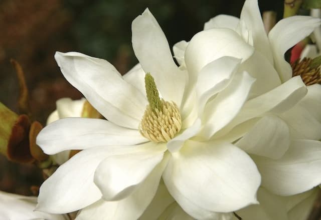 Temple magnolia