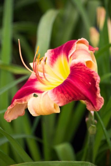 daylily 'Shark Attack'