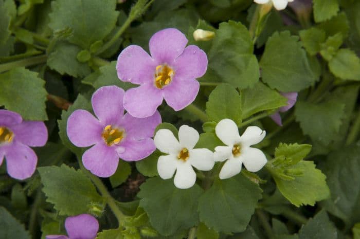 bacopa 'Snowflake'