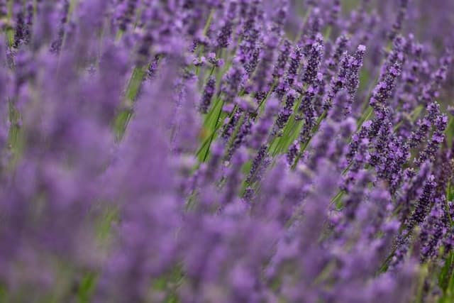 Lavender [Anniversary Bouquet]