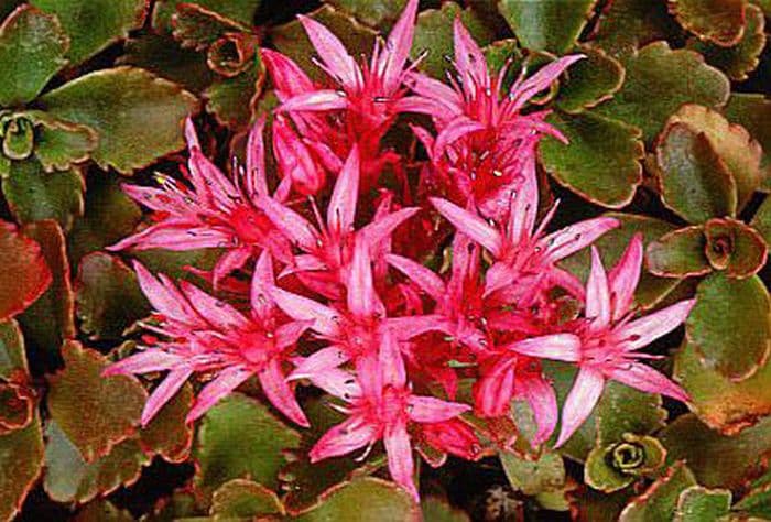 crimson stonecrop 'Schorbuser Blut'