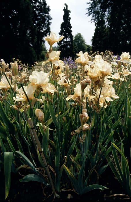 iris 'Apricorange'