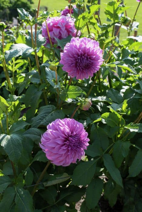 dahlia 'Vassio Meggos'