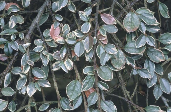 variegated purple-flowered cotoneaster