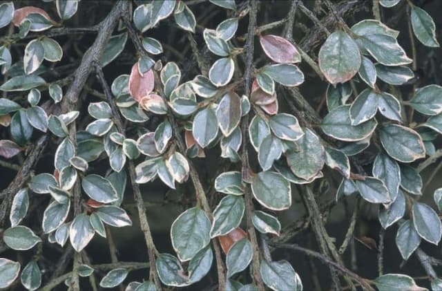 Variegated purple-flowered cotoneaster