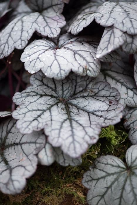 alum root 'Sugar Plum'