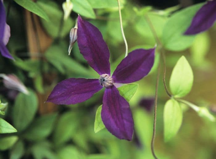 clematis [Harlow Carr]