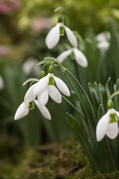 Greater snowdrop 'Maidwell'