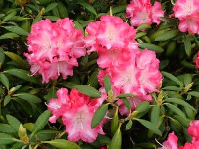 Rhododendron 'Analin'