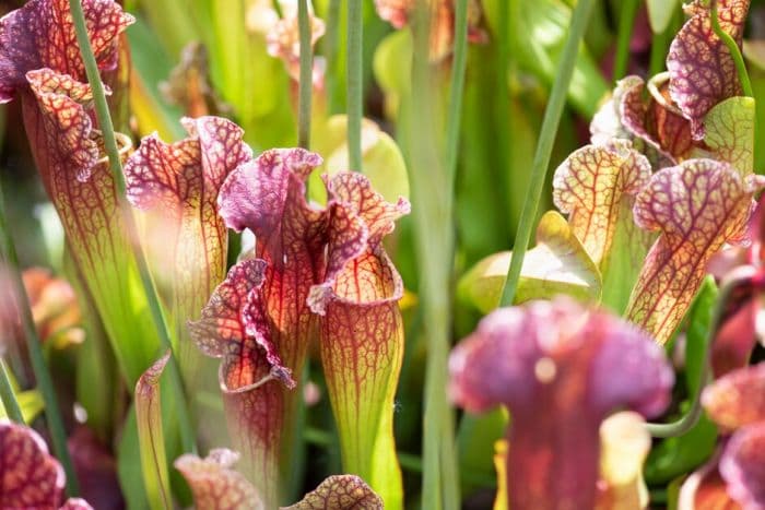 pitcher plant 'Mr Frosty'