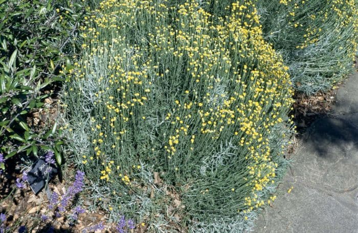 dwarf lavender cotton