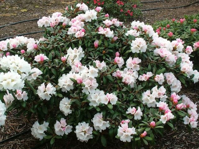 Rhododendron 'Hydon Velvet'